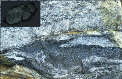 En vackert zonerad zirkon med tydlig kärna, kant och överväxt, noggrant extraherad från leukosomen i en diatexitisk migmatit, som fångar de magmatiska och metamorfa händelser dessa bergarter har genomgått. En vackert zonerad zirkon med tydlig kärna, kant och överväxt, noggrant extraherad från leukosomen i en diatexitisk migmatit, som fångar de magmatiska och metamorfa händelser dessa bergarter har genomgått.
